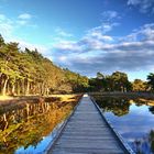 Spiegeltag am Waldsee