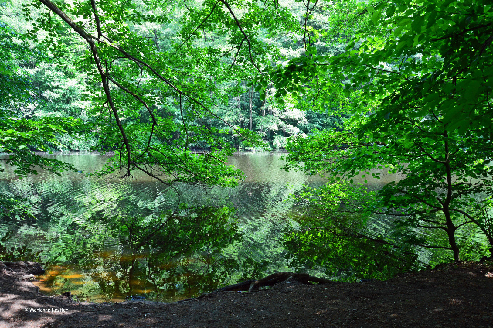 Spiegeltag: Am Weiher