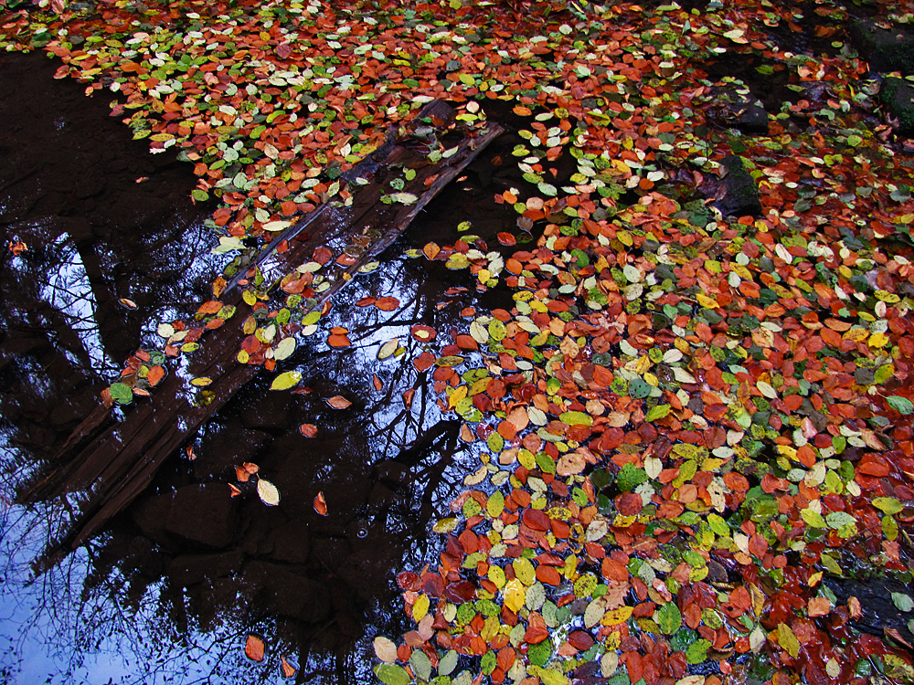 Spiegeltag: An einem Teich mit Herbstlaub