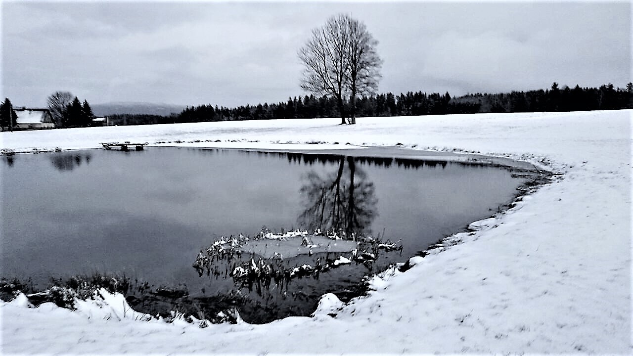 Spiegeltag :Archiv Eistorte im Teich