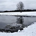 Spiegeltag :Archiv Eistorte im Teich
