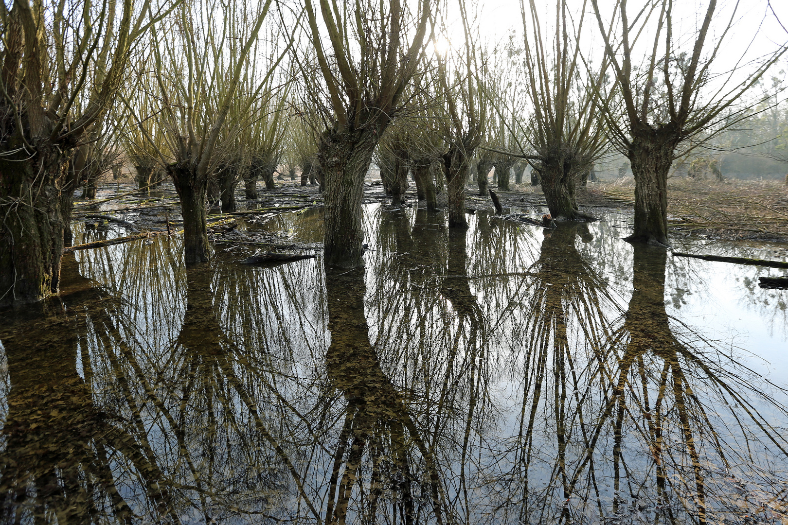 Spiegeltag - Auenwald - 