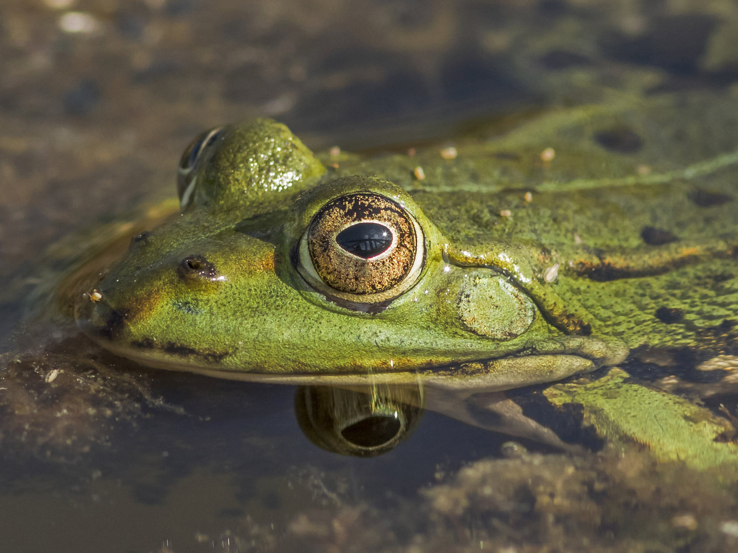 "Spiegeltag", Augenspiegel