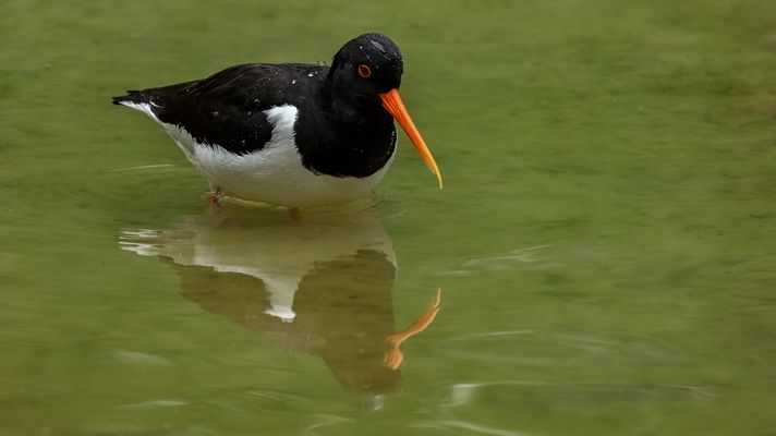 Spiegeltag - Austernfischer