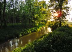 Spiegeltag: Auwald trifft auf Ackerland