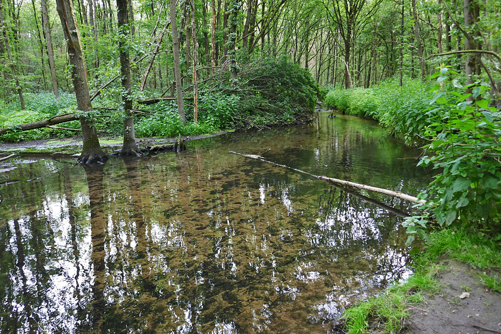 Spiegeltag: Bachlauf