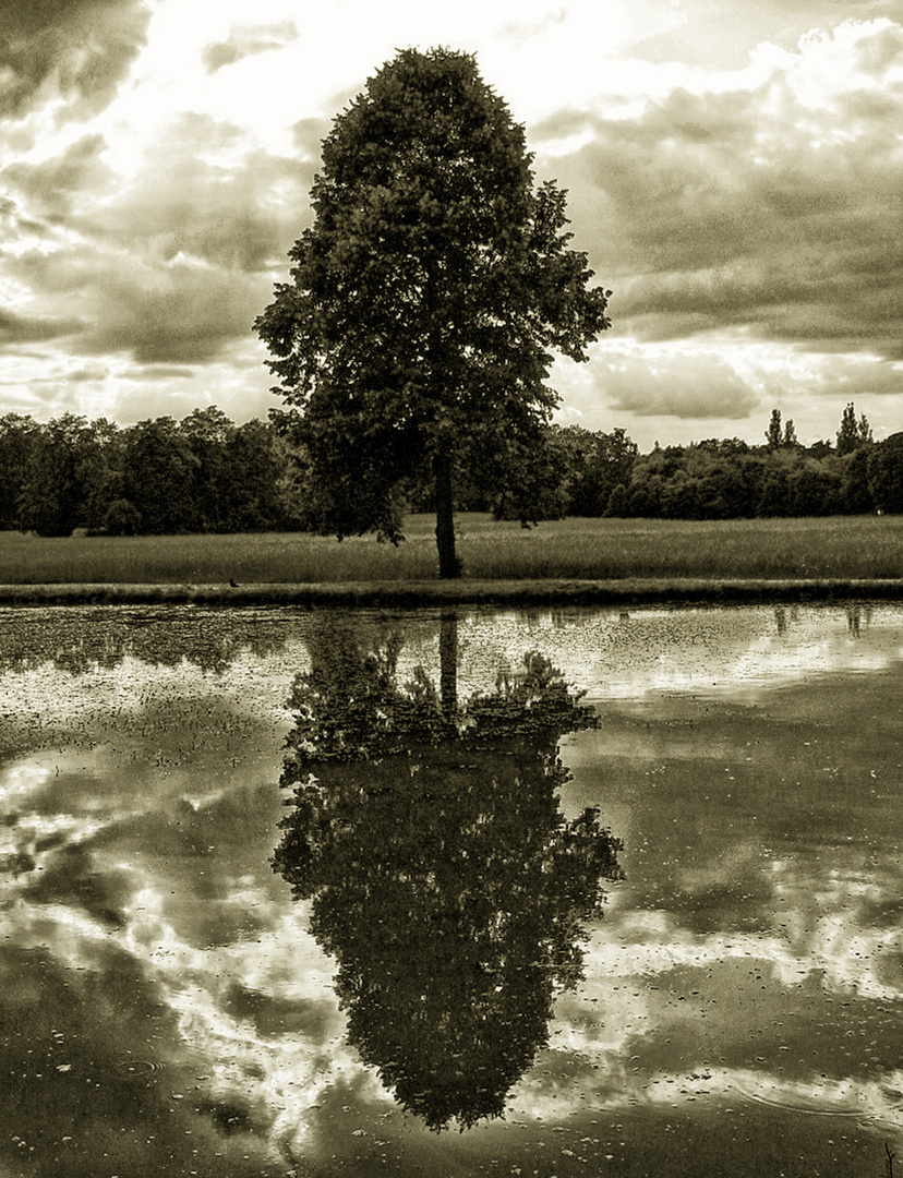 Spiegeltag - Baum an überschwemmter Wiese