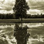 Spiegeltag - Baum an überschwemmter Wiese