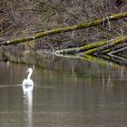 Spiegeltag - Baumspiegel mit Schwan