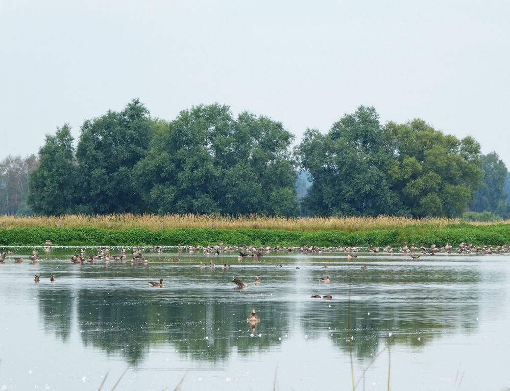 Spiegeltag: Bei den Graugänsen