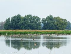 Spiegeltag: Bei den Graugänsen