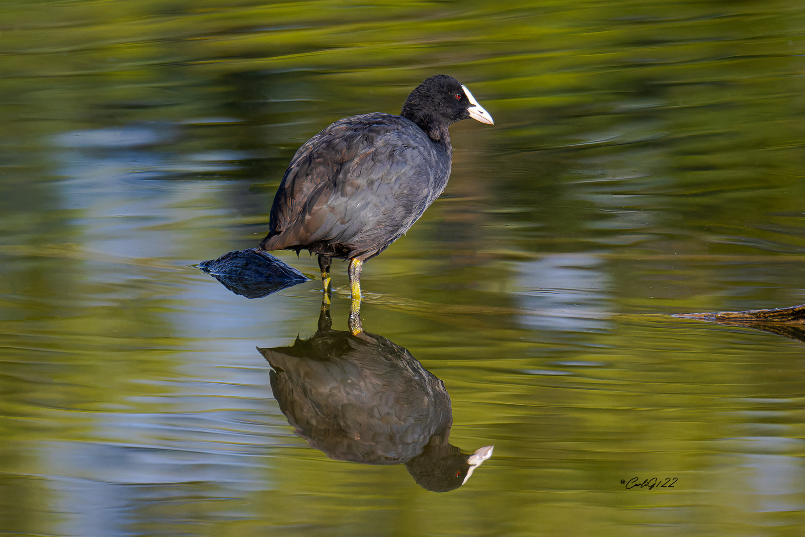 Spiegeltag beim Blässhuhn