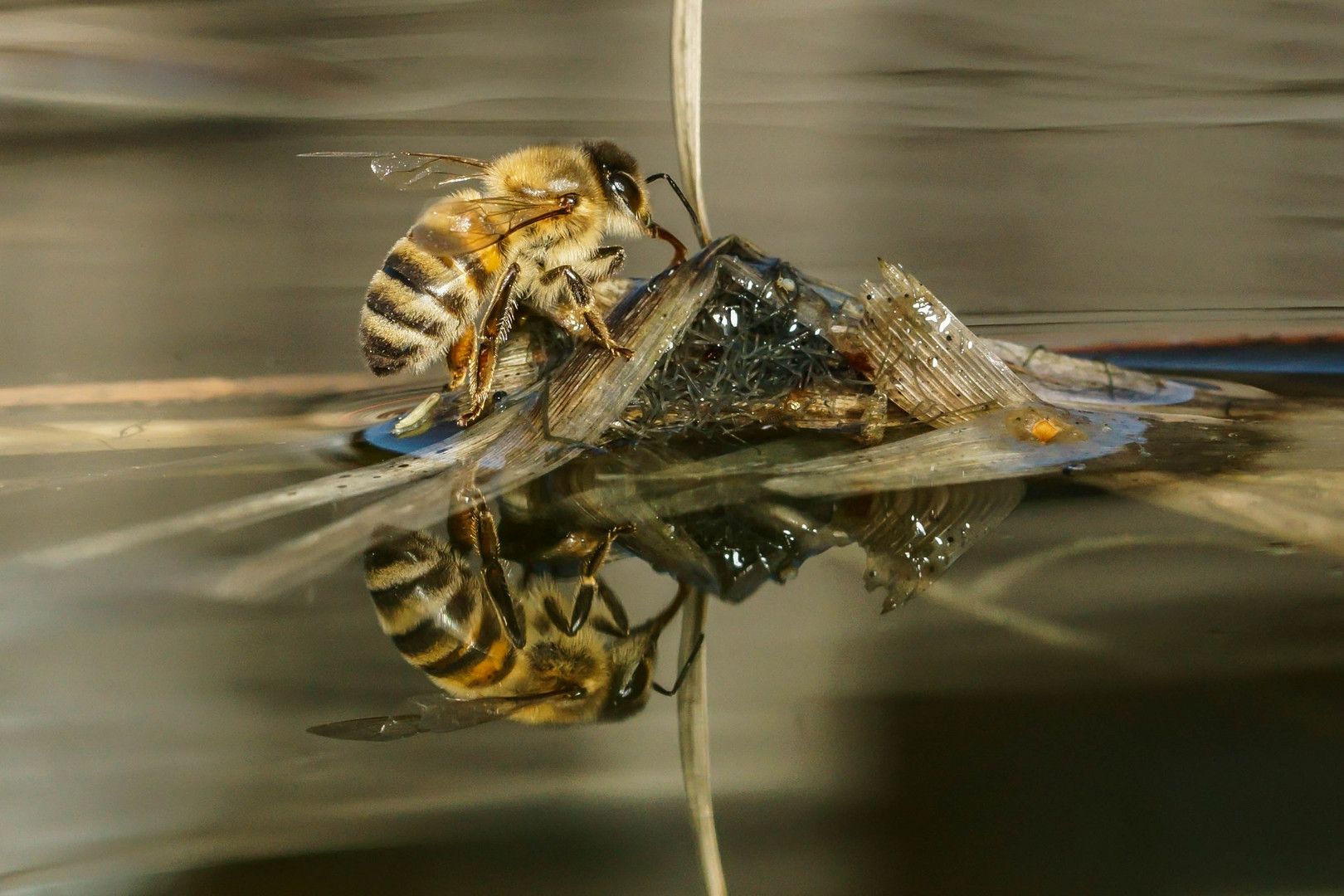 Spiegeltag Biene am Wasser Foto & Bild tiere, wildlife, insekten