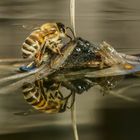 Spiegeltag - Biene am Wasser