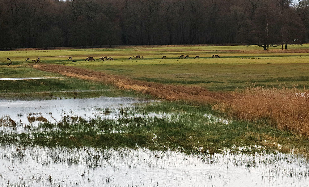 Spiegeltag: Damwild im Hintergrund