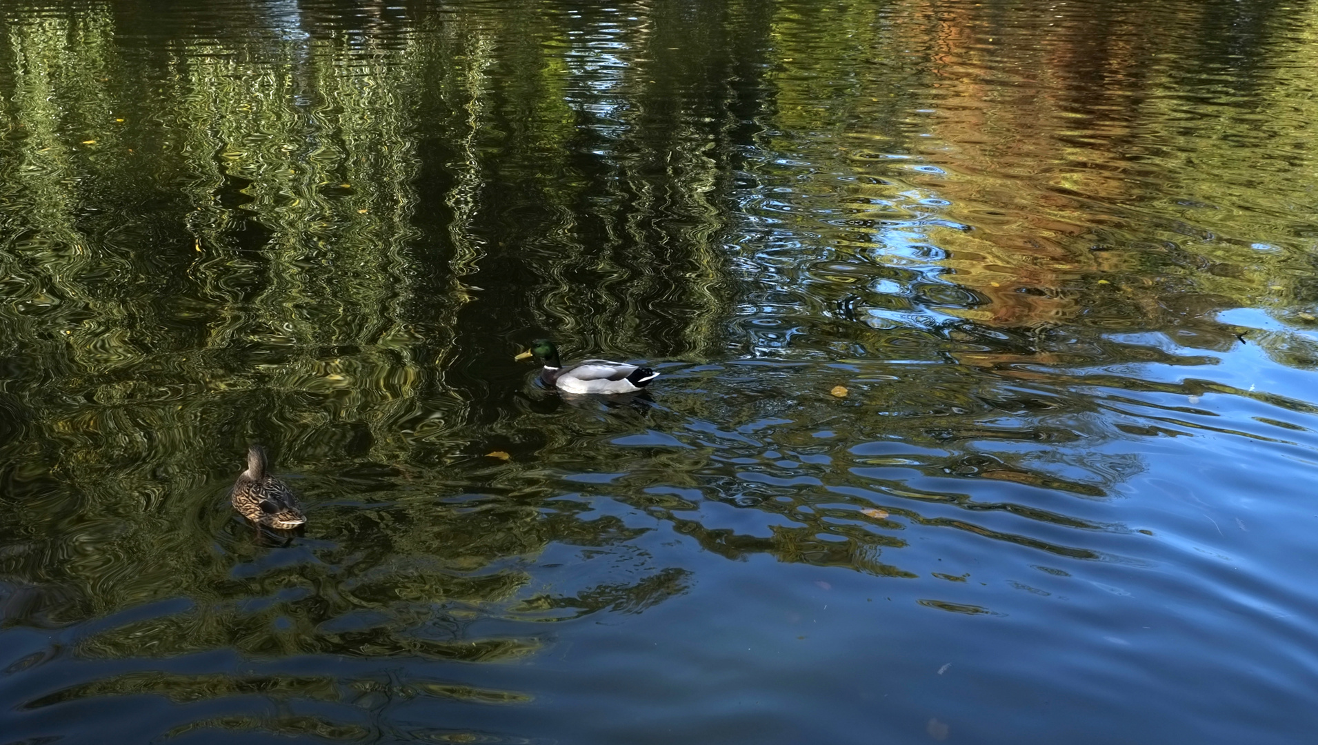 *Spiegeltag*  -  der Ententeich