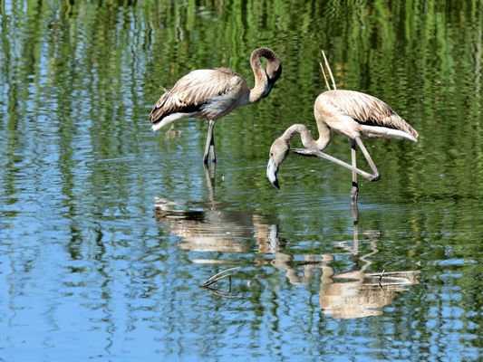 Spiegeltag. dia de espejo