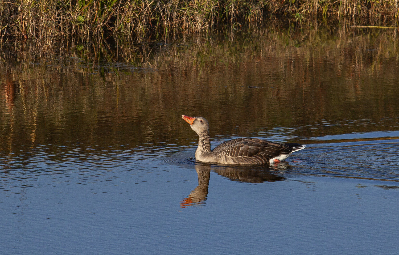 Spiegeltag - die lustige Gans