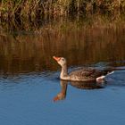 Spiegeltag - die lustige Gans