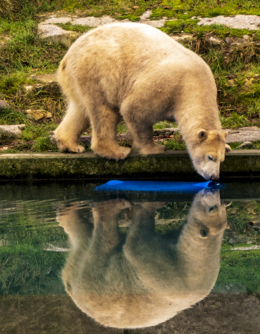 Spiegeltag - Eisbär1