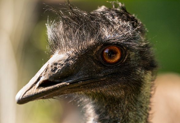 Spiegeltag - Emu