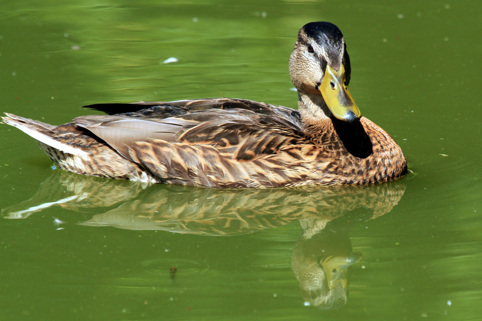 Spiegeltag - Ente