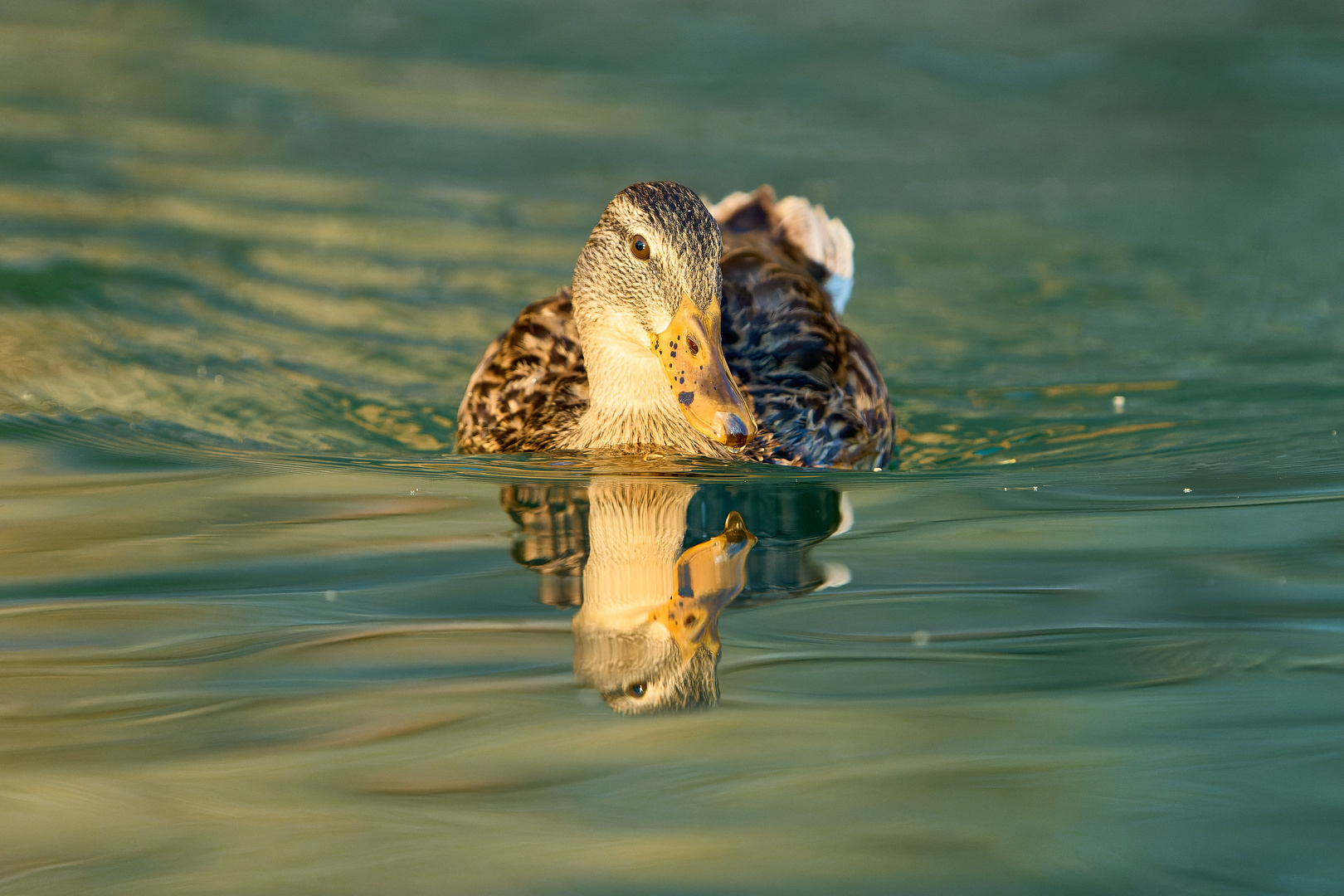 Spiegeltag Ente