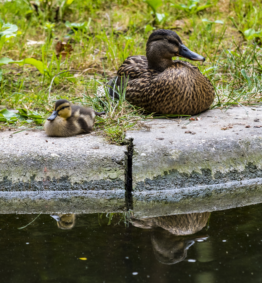 Spiegeltag - Ente mit Küken