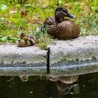 Spiegeltag - Ente mit Küken