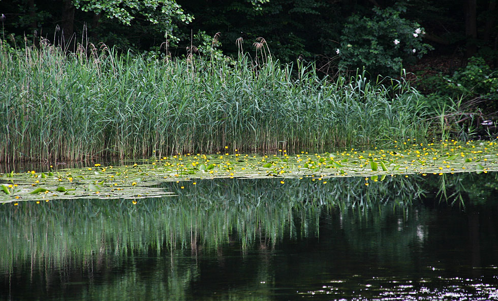Spiegeltag Ernst Ludwig Teich im Mai Foto & Bild projekte, 2