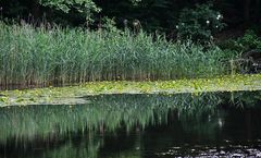 Spiegeltag: Ernst Ludwig Teich im Mai