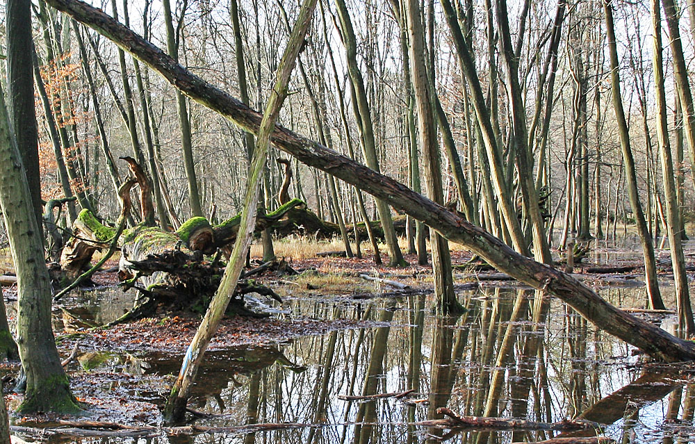 Spiegeltag: Etwas nass im Wald