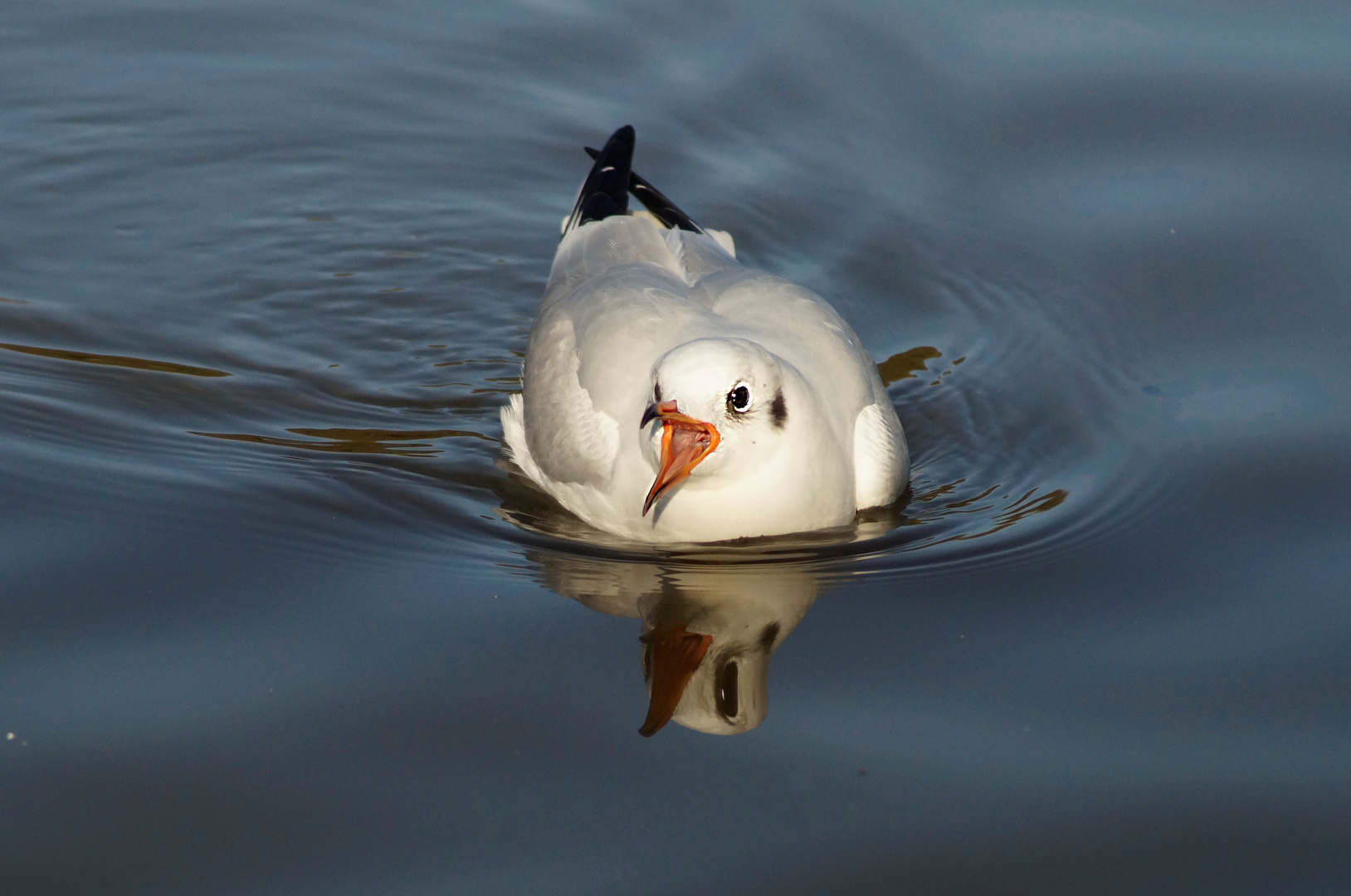 °Spiegeltag °