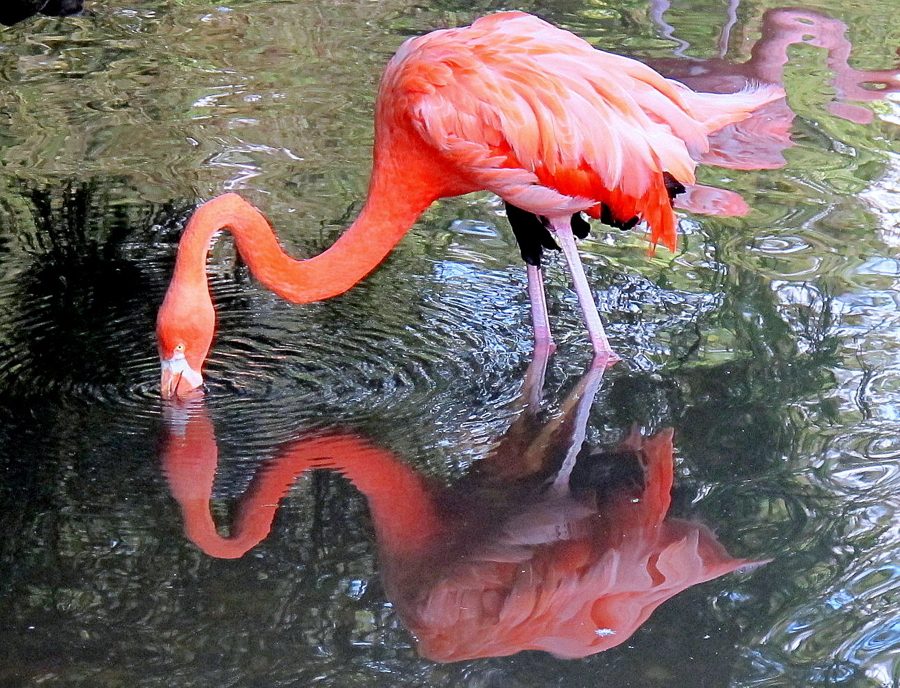 Spiegeltag : Flamingo