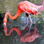 Spiegeltag : Flamingo