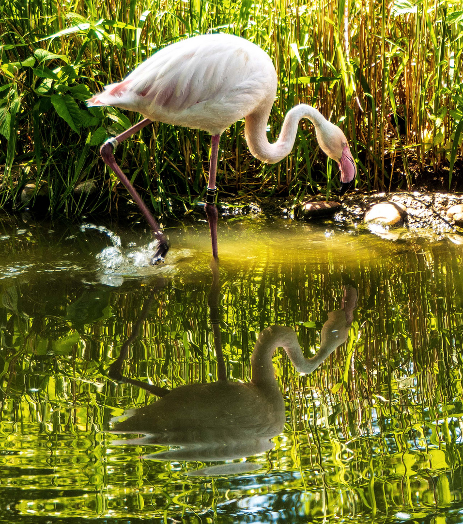 Spiegeltag - Flamingo in grün