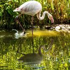 Spiegeltag - Flamingo in grün