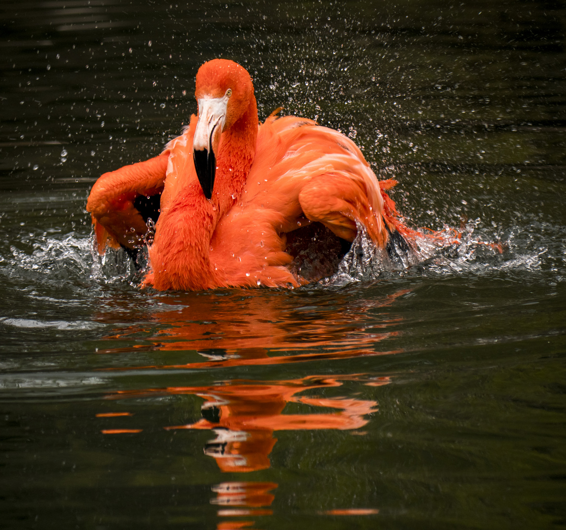 Spiegeltag - Flamingobad 2