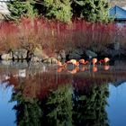 Spiegeltag- Flamingos am See