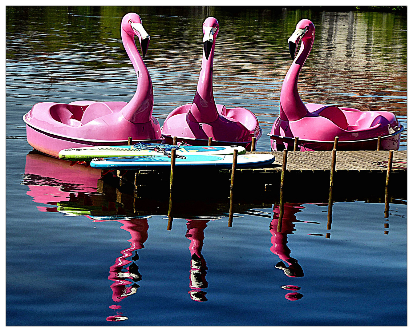 Spiegeltag- Flamingo’s unter sich