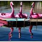 Spiegeltag- Flamingo’s unter sich