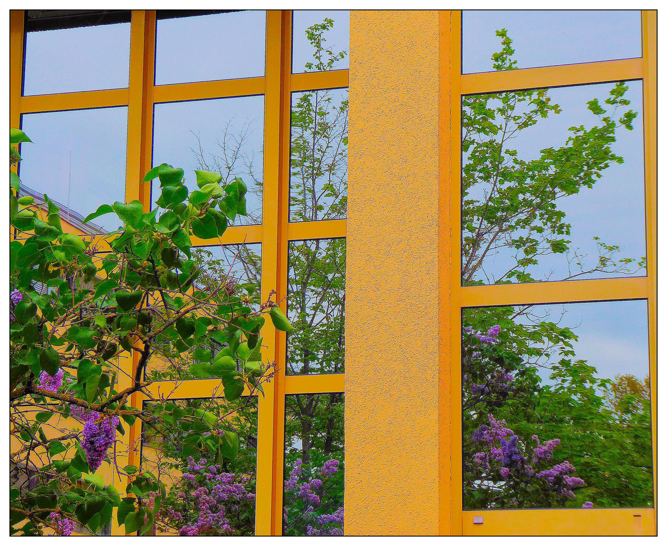 Spiegeltag- Fliederbaum im Fenster