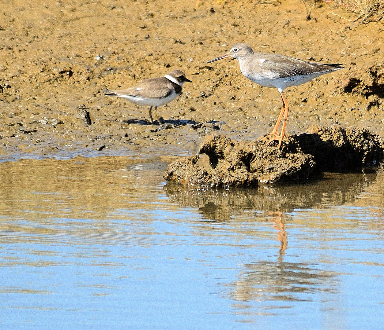 Spiegeltag,  Flussregenpfeifer Großer Gelbschenkel