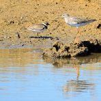 Spiegeltag,  Flussregenpfeifer Großer Gelbschenkel