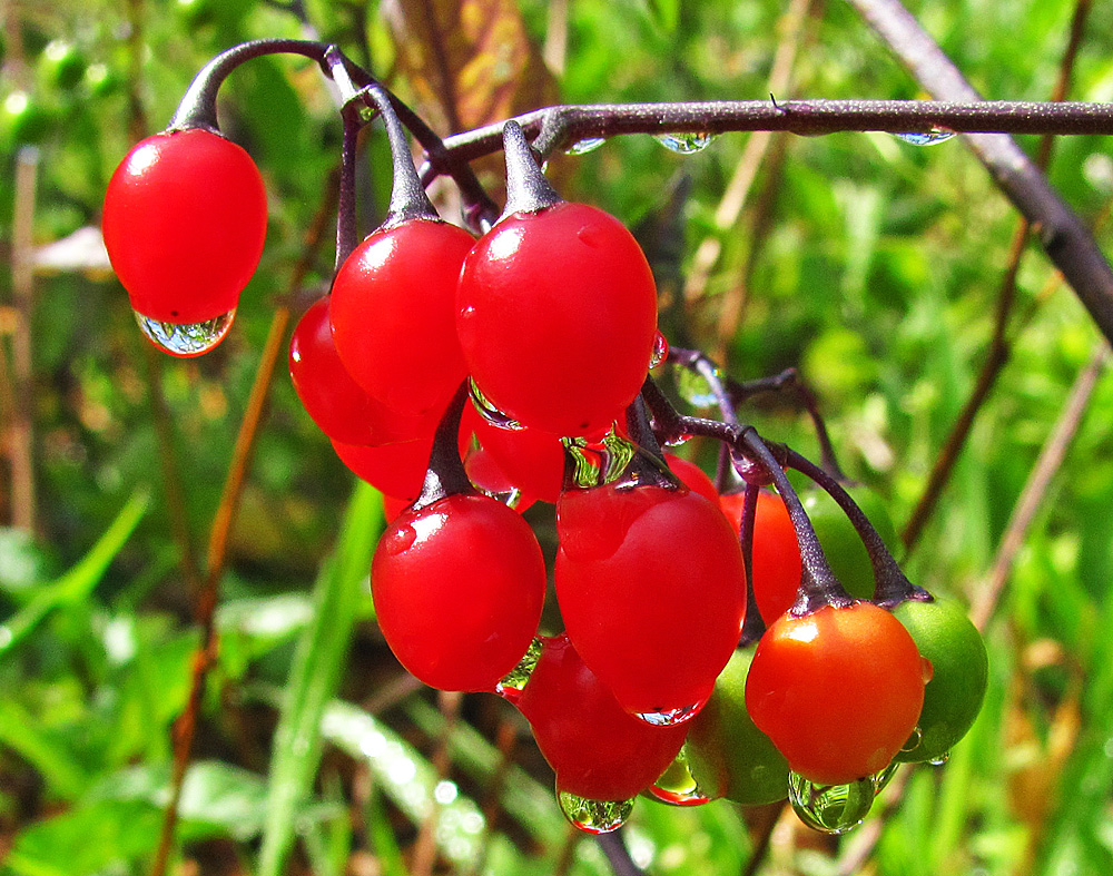 Spiegeltag: Früchte nach dem Regen...