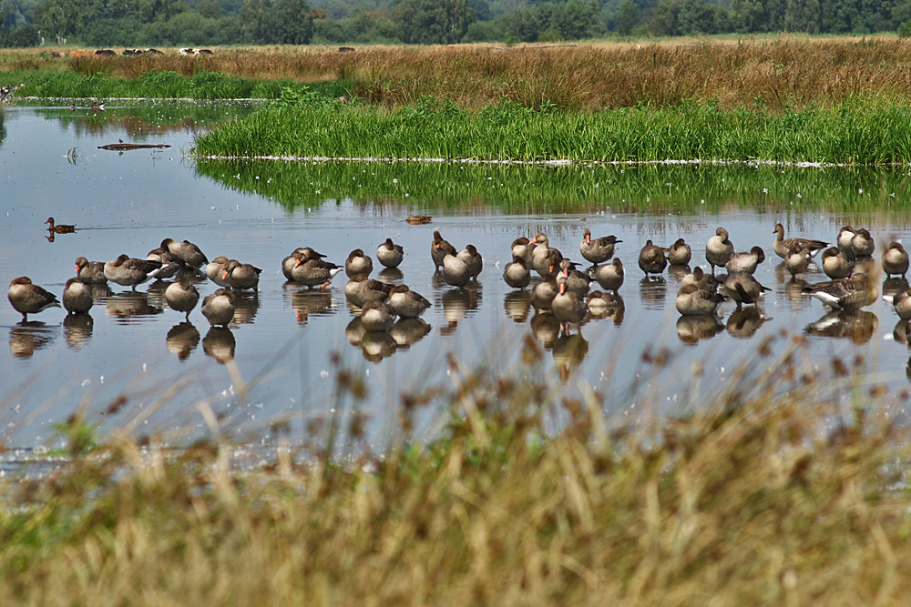 Spiegeltag: Gänse am Steinhuder Meer