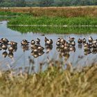 Spiegeltag: Gänse am Steinhuder Meer