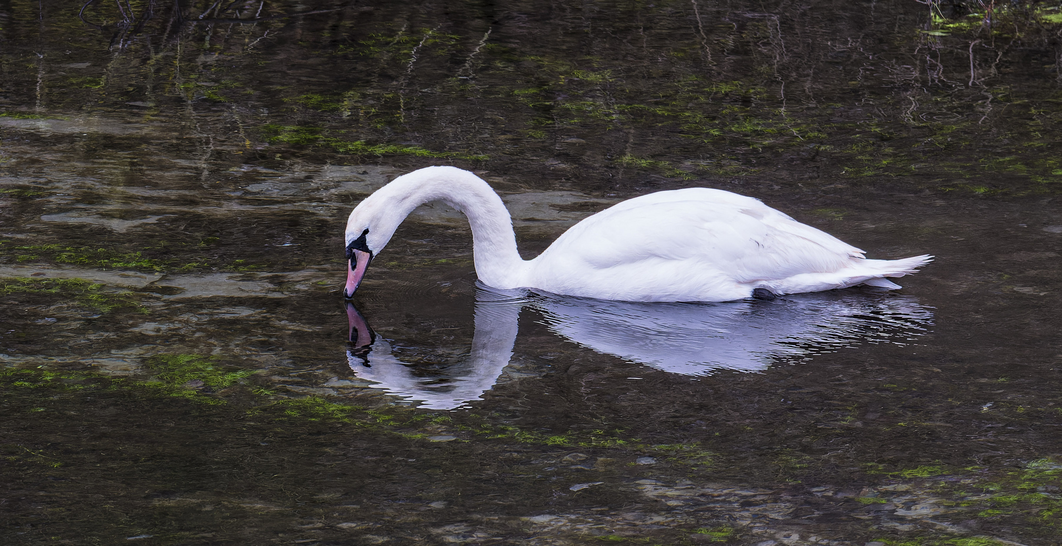 Spiegeltag - gespiegelter Schwan