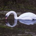 Spiegeltag - gespiegelter Schwan