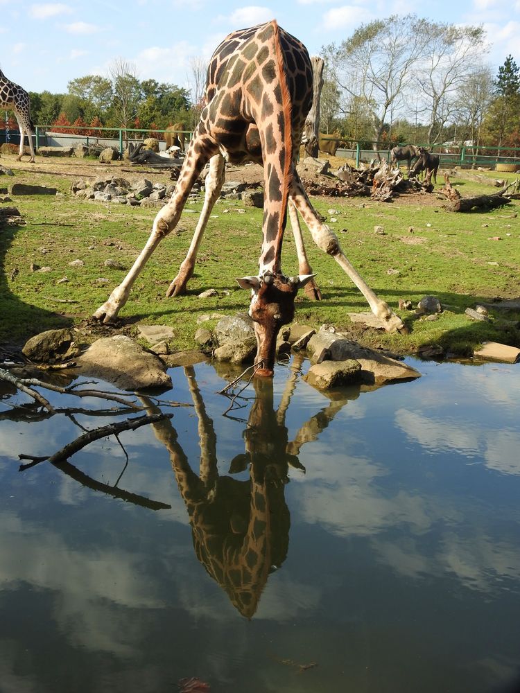  Spiegeltag Giraffe